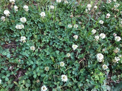How to Get Rid of White Clover Weeds