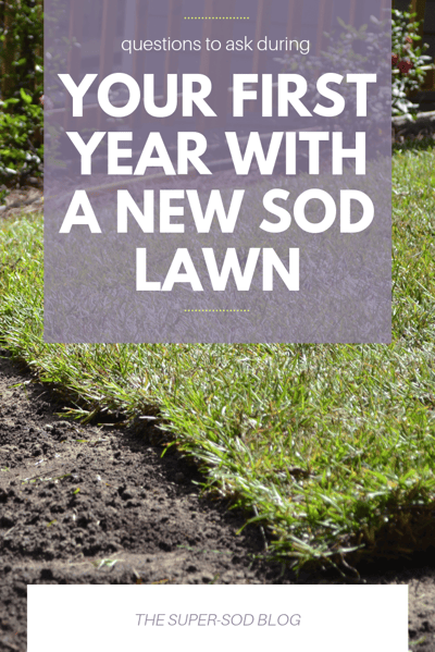your first year with a new sod lawn