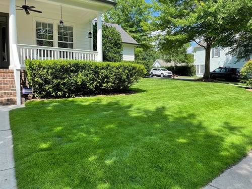 July Warm Season Lawn Tips for 2023