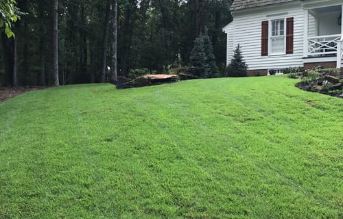 Pull the Plug on Zoysia Grass Plugs