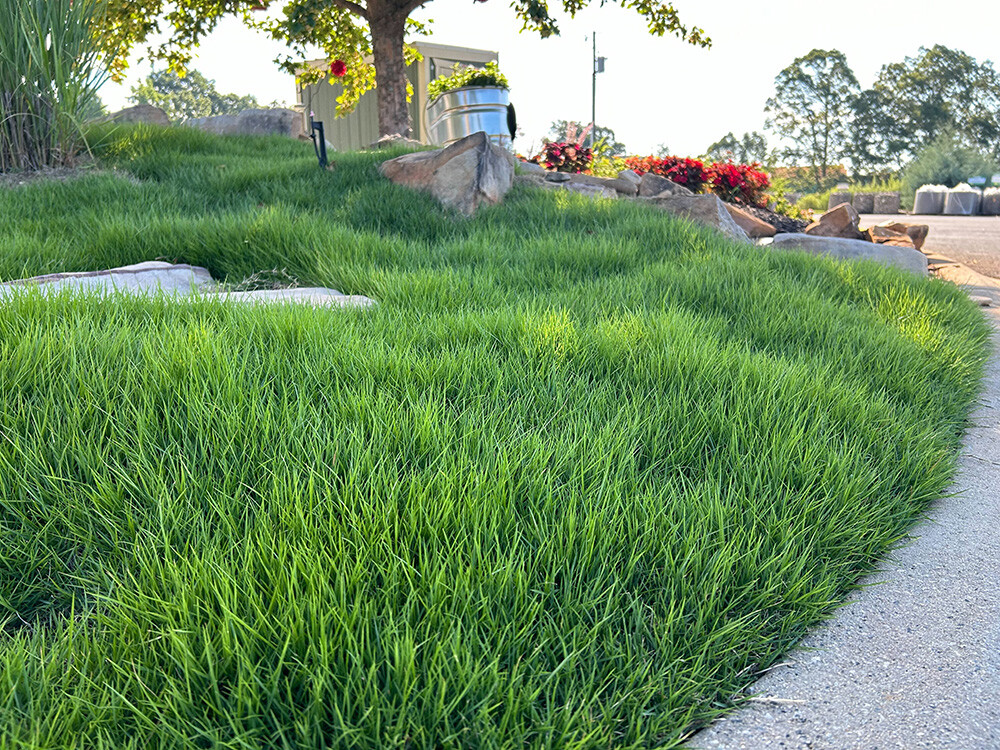 long unmowed Zeon Zoysia North Carolina