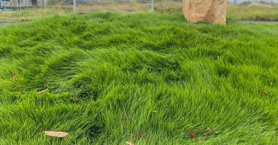 Unmowed Elegance: The Guide to Growing a Long Zoysia Lawn