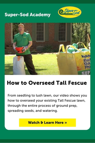 Pinnable Academy Overseeding Tall Fescue (Pinterest Pin) (1)