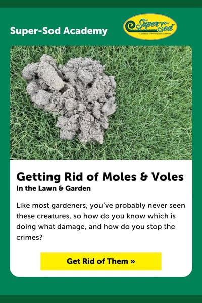 Pinnable Getting Rid of Moles & Voles in the Lawn & Garden (Pinterest Pin)