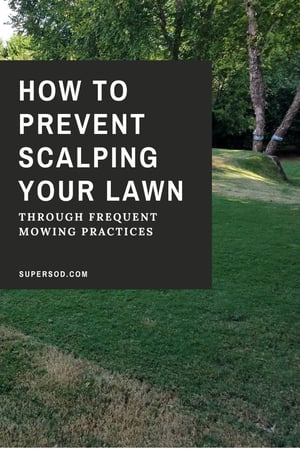 Prevent Lawn Scalping Graphic