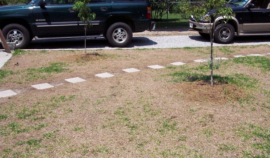 St Augustine Lawn with Winter Injury2