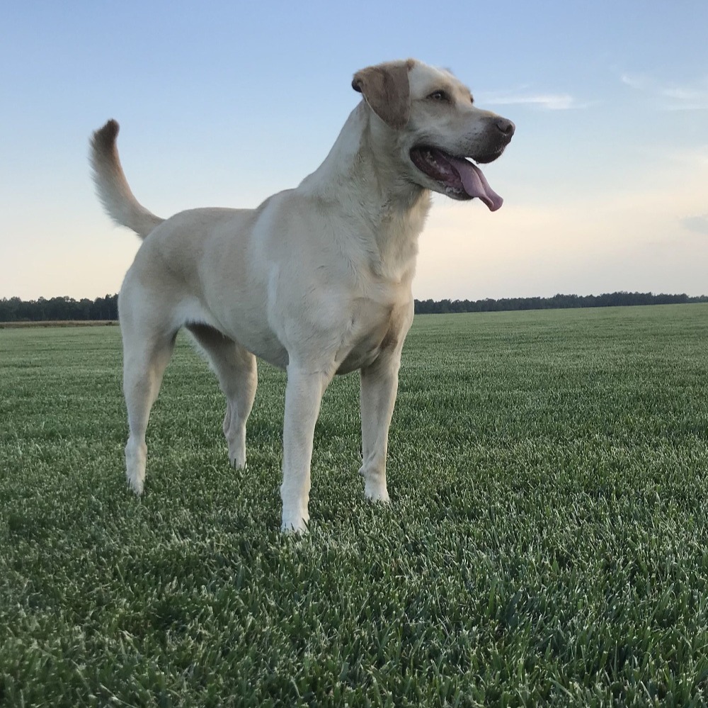Blu the dog playing on Tall Fescue turfgrass