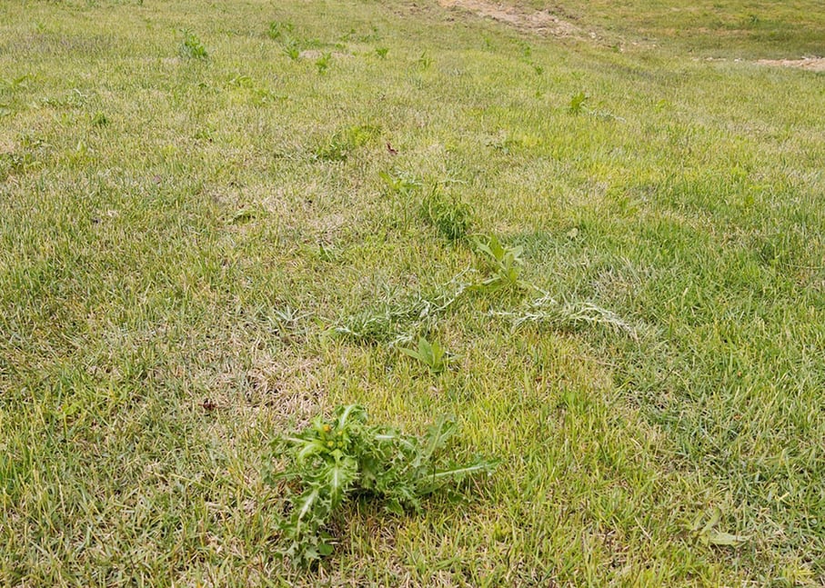 Weeds-in-Seams-mow-now