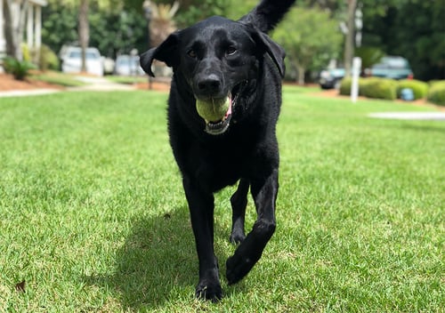 5 Best Dog‑Friendly Grasses for a Resilient Home Lawn
