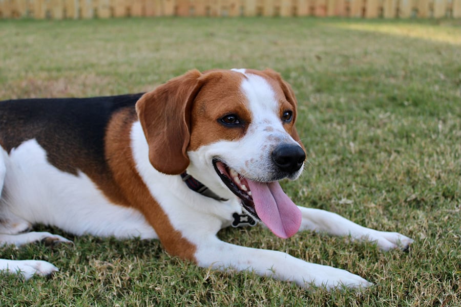 best lawns for pets dogs1
