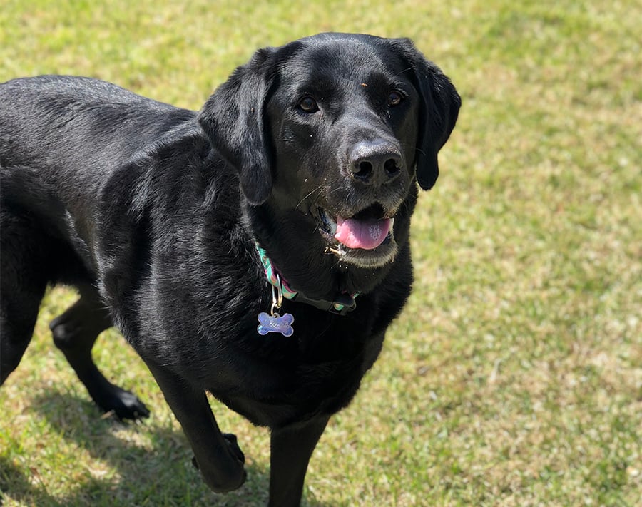 best lawns for pets dogs2