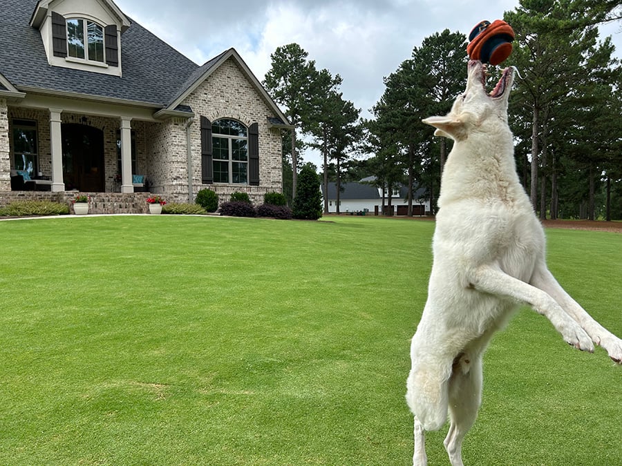 best lawns for pets dogs3