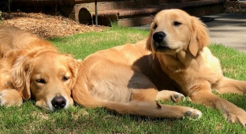 How to Grow Grass in Shade, with Dogs Around