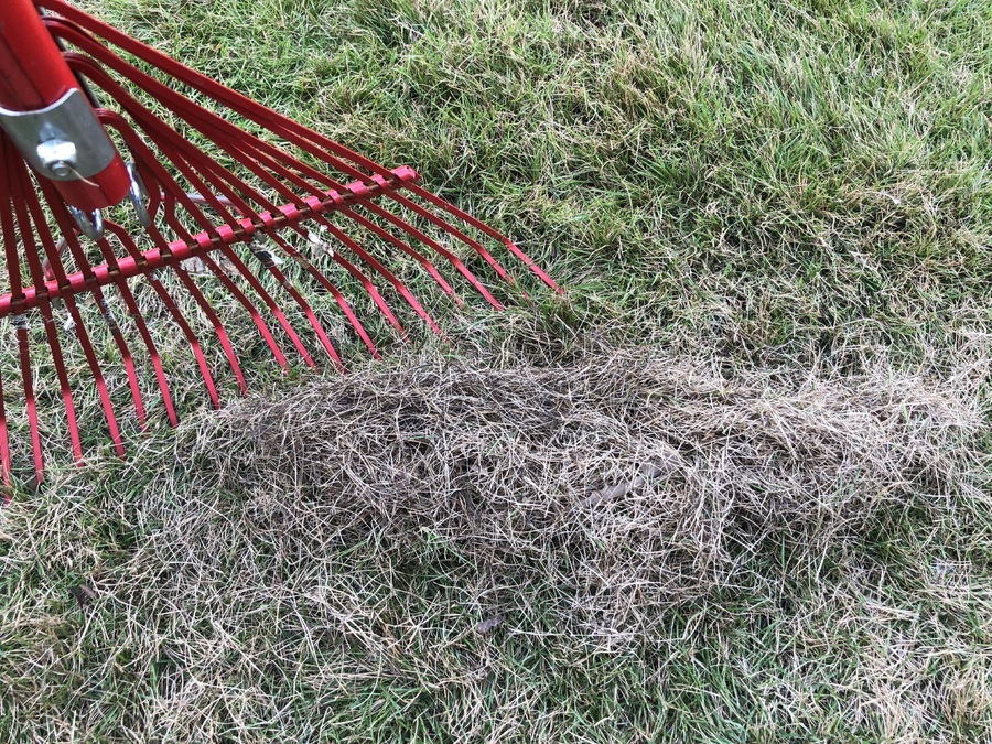 dethatching with a leaf rake-1