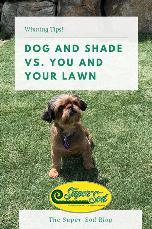 Dog enjoying a pet friendly shady lawn on a pinnable graphic