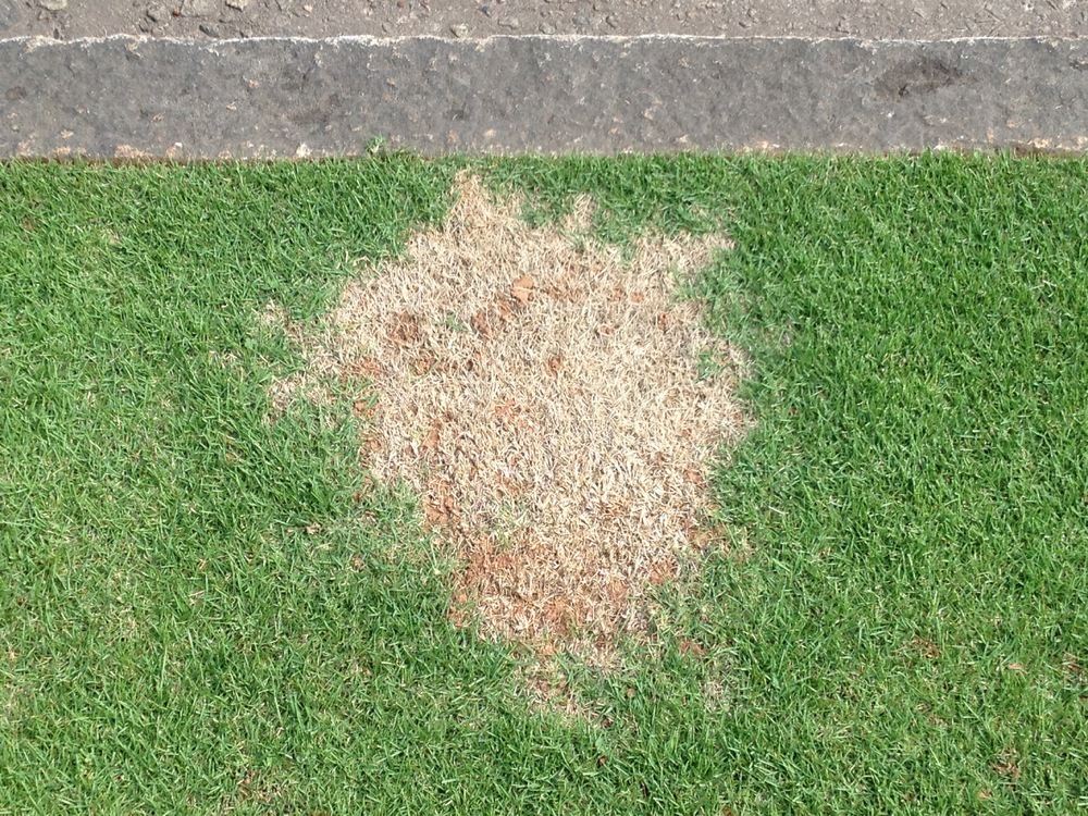 Dog urine on lawn causing patch of dead grass