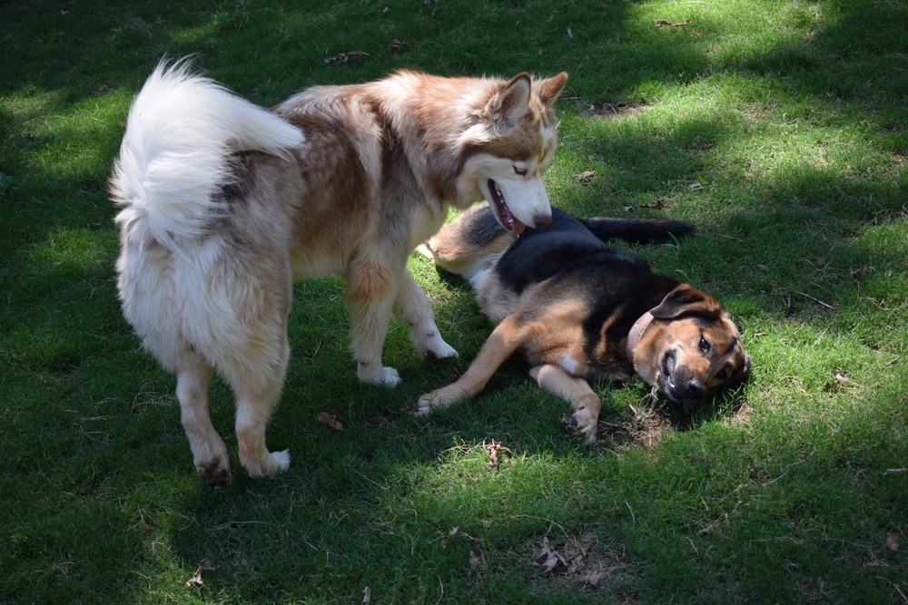 two dogs playing on a warm-season grass for shady dog yards
