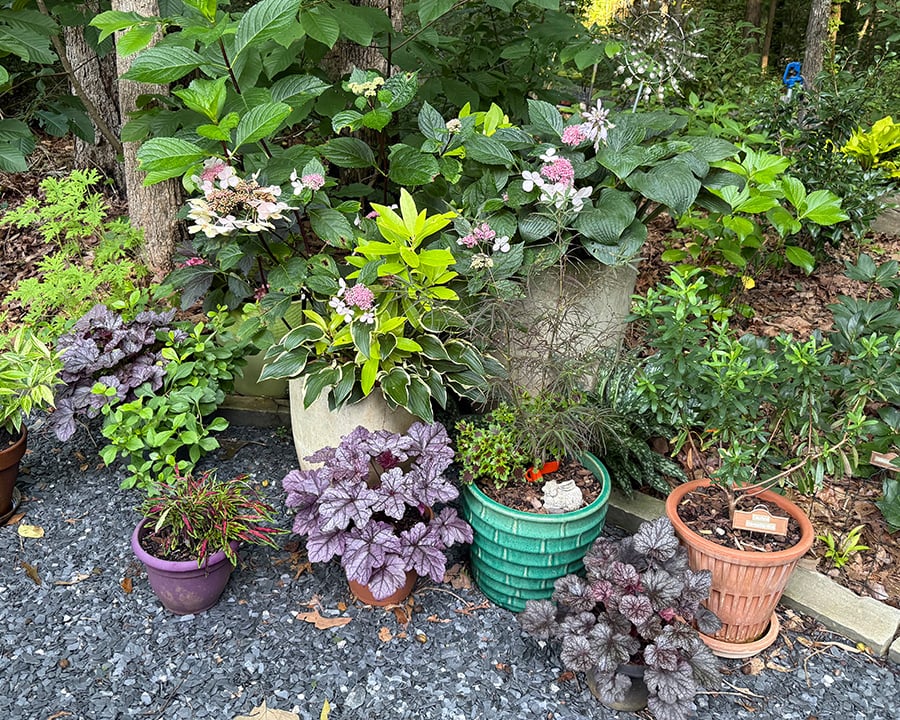 hostas-heucheras-in-containers-to-deter-voles2