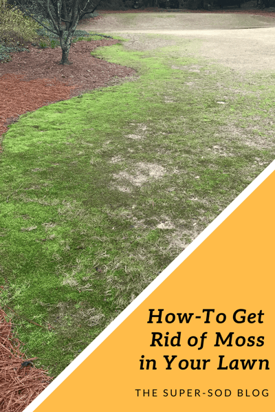 how to get rid of moss in your lawn 2