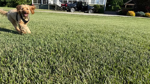 How to Weed a Brand New Lawn (Without Damaging New Grass)