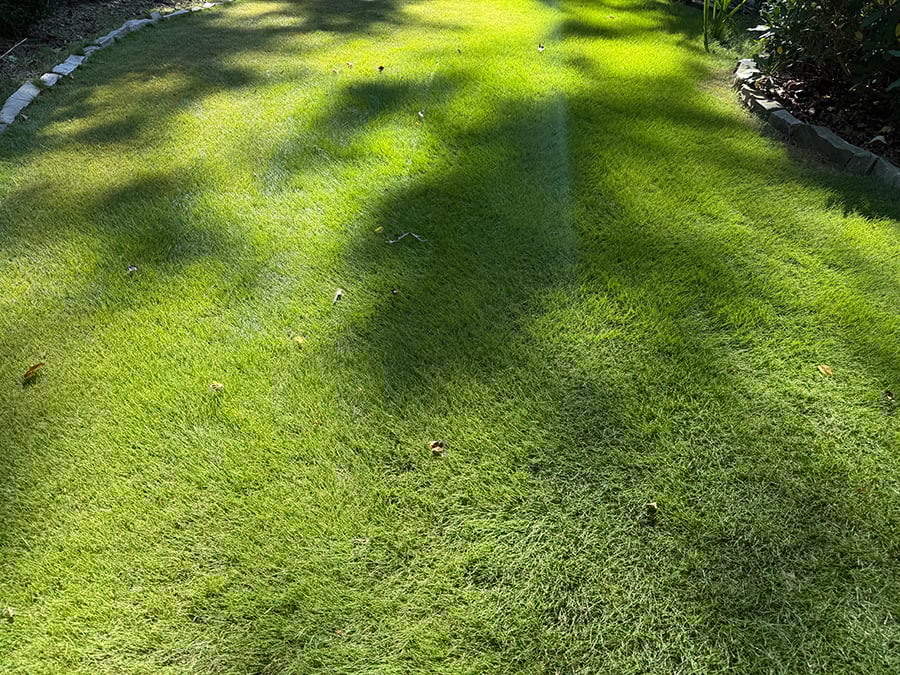 how-to-fix-dollar-spot-disease-in-lawn-2