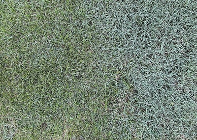 How to Get Rid of Bermudagrass in Zoysiagrass Lawns