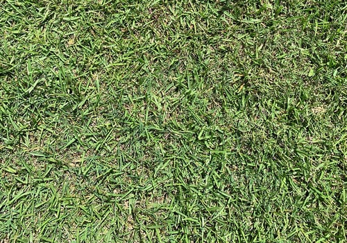 How to Get Rid of Bermudagrass in Centipedegrass Lawns