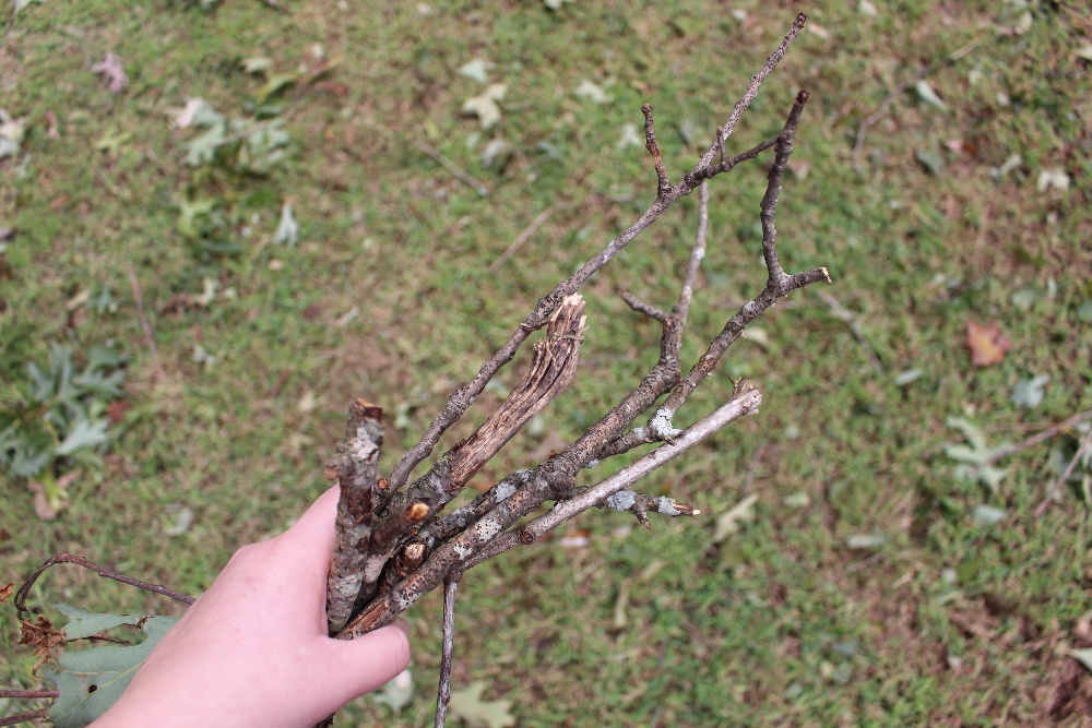 hurricane-tropical-storm-lawn-clean-up-twigs