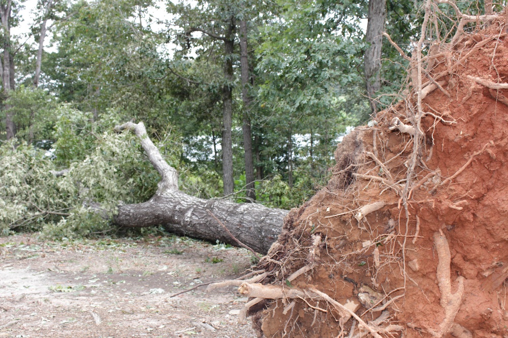 lawn-clean-up-hurricane-tropical-storm