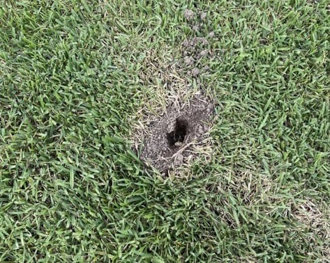 mole hole in a lawn