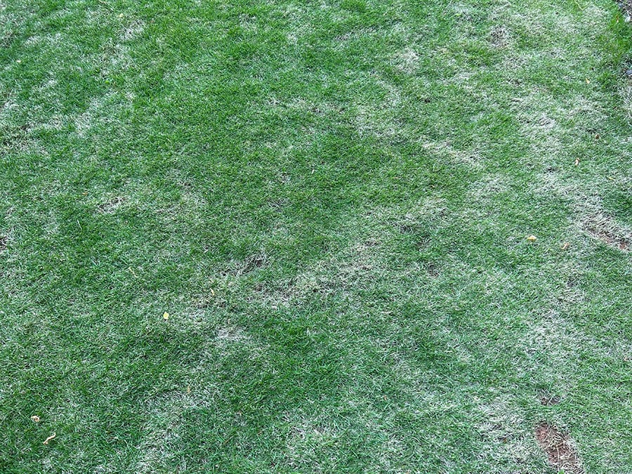 mole-tunnels-in-a-lawn