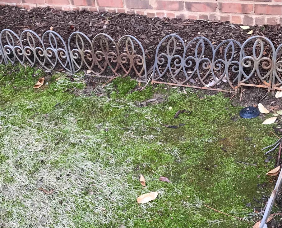 moss growing in a shady corner by the house