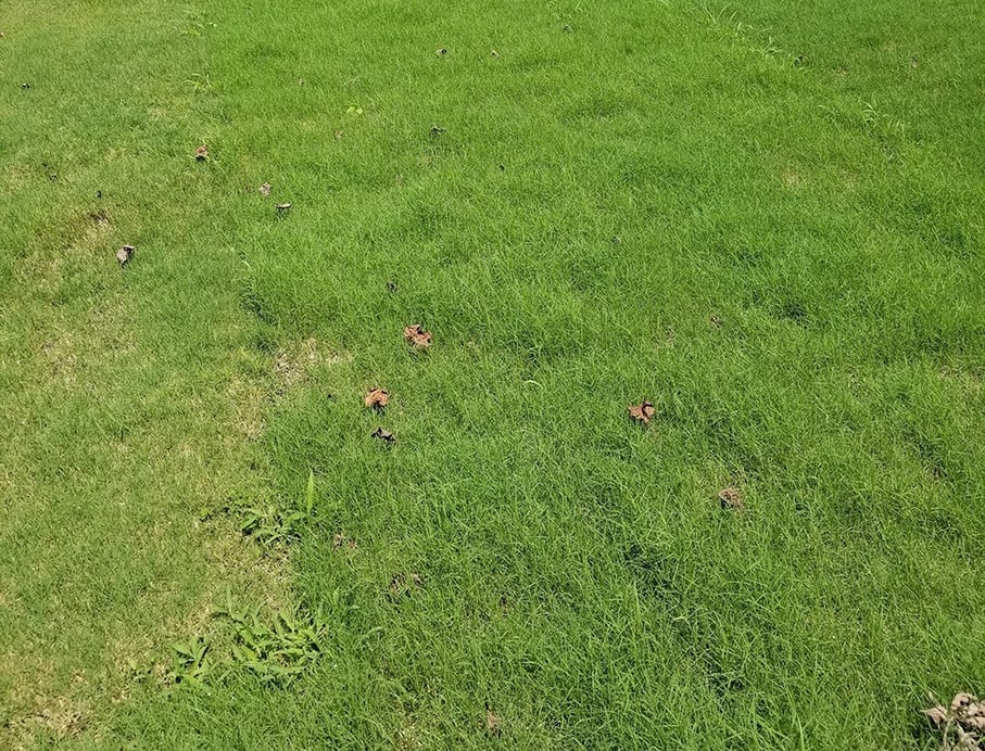 mow as soon as there is something to mow