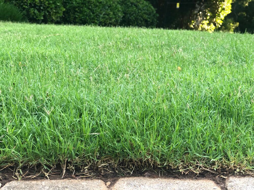 mow as soon as there is something to mow