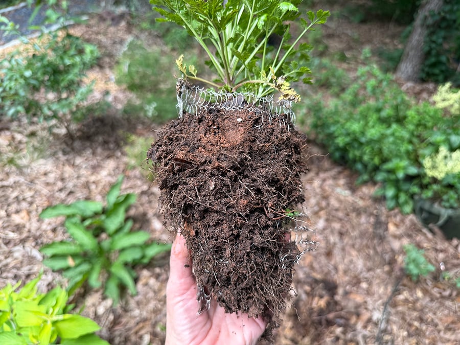 perennial-plant-roots-wrapped-in-Vole-King-wire-mesh
