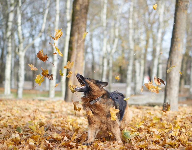 remove fall leaves from the lawn