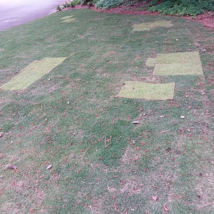 new sod patched and not matching