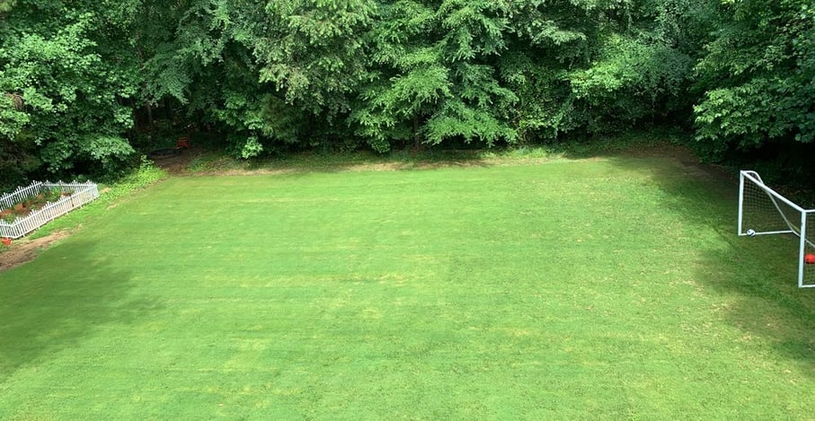 Healthy, established sod lawn with even green color after filling in