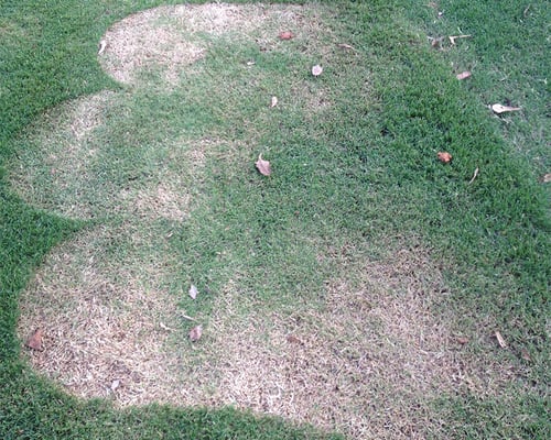 Stop Accidental Scalping with 5 Mowing Hacks