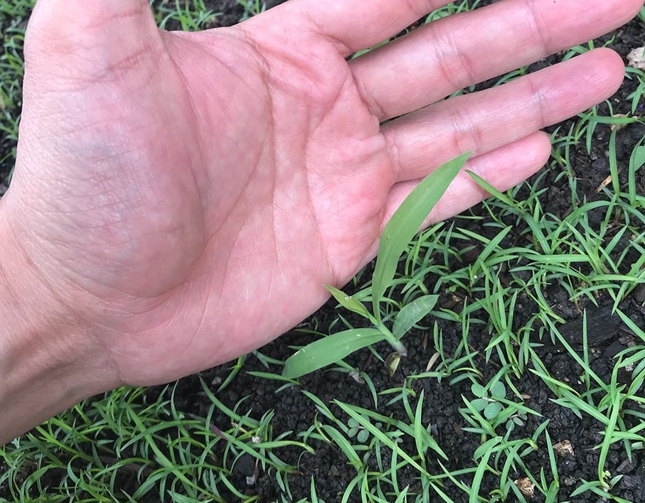when should I mow my grass