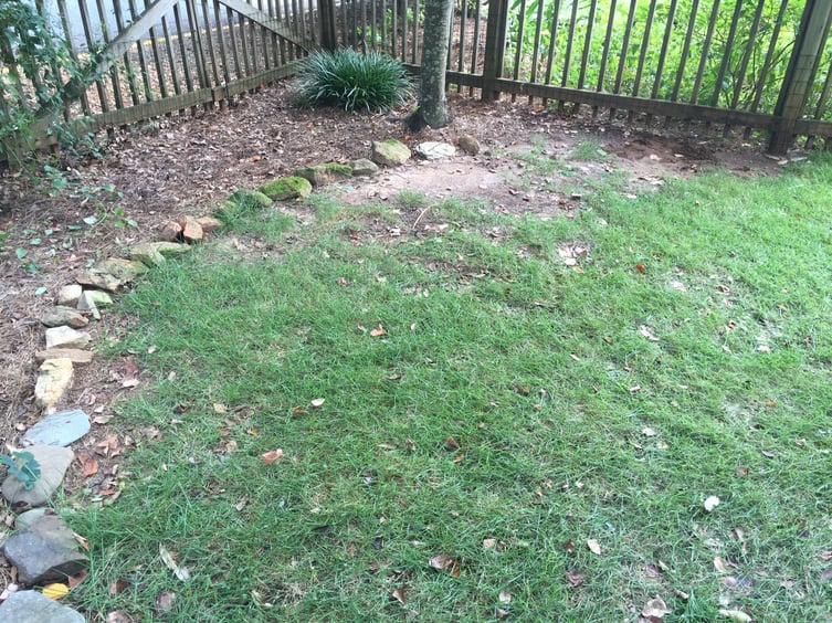Is Your Yard Too Shady For Grass?