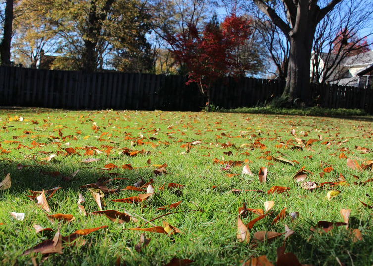 Why Is It Important to Rake Fall Leaves from the Lawn?