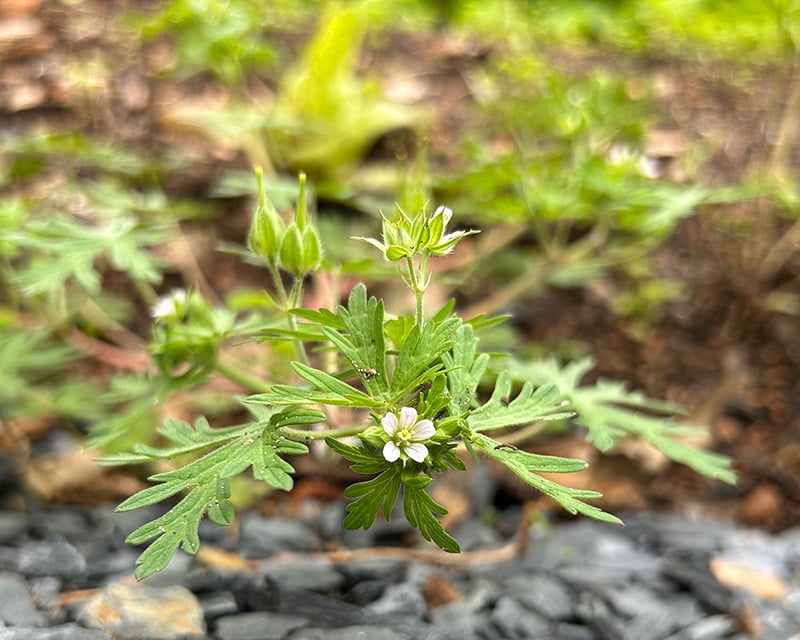 Carolina-geranium-weed-flower-close-up