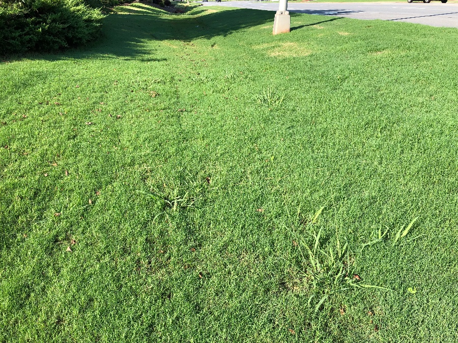 Dallisgrass in a low lying area in ditch-1