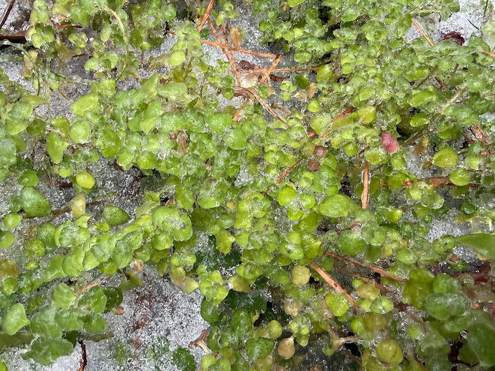 Frozen Chickweed plant