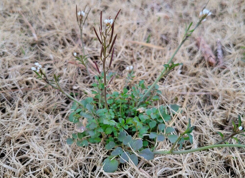 Hairy bittercress in dormant lawn-1