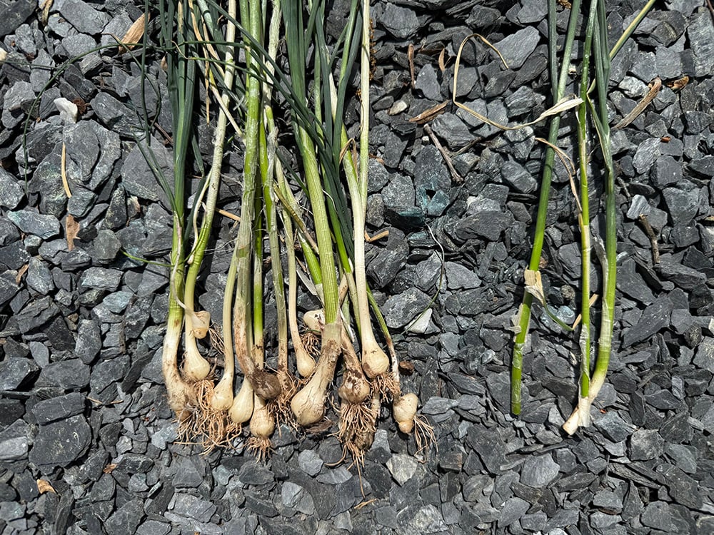 How to Control Wild Garlic Allium vineale