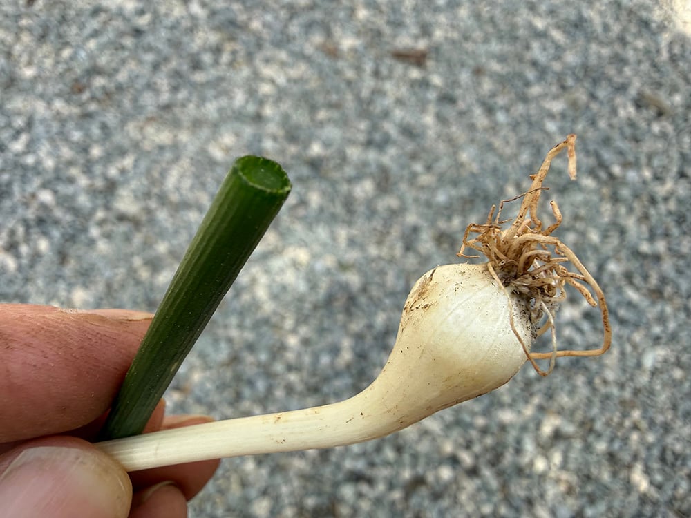 How to Control Wild Garlic Allium vineale2