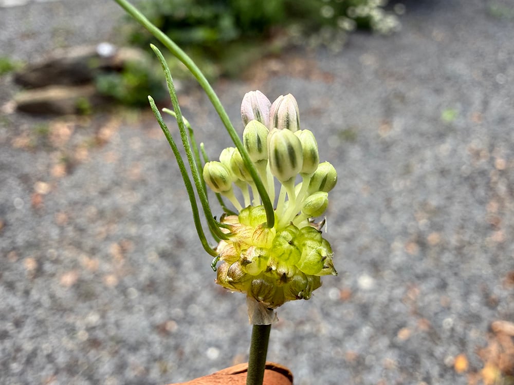 How to Control Wild Garlic Allium vineale3