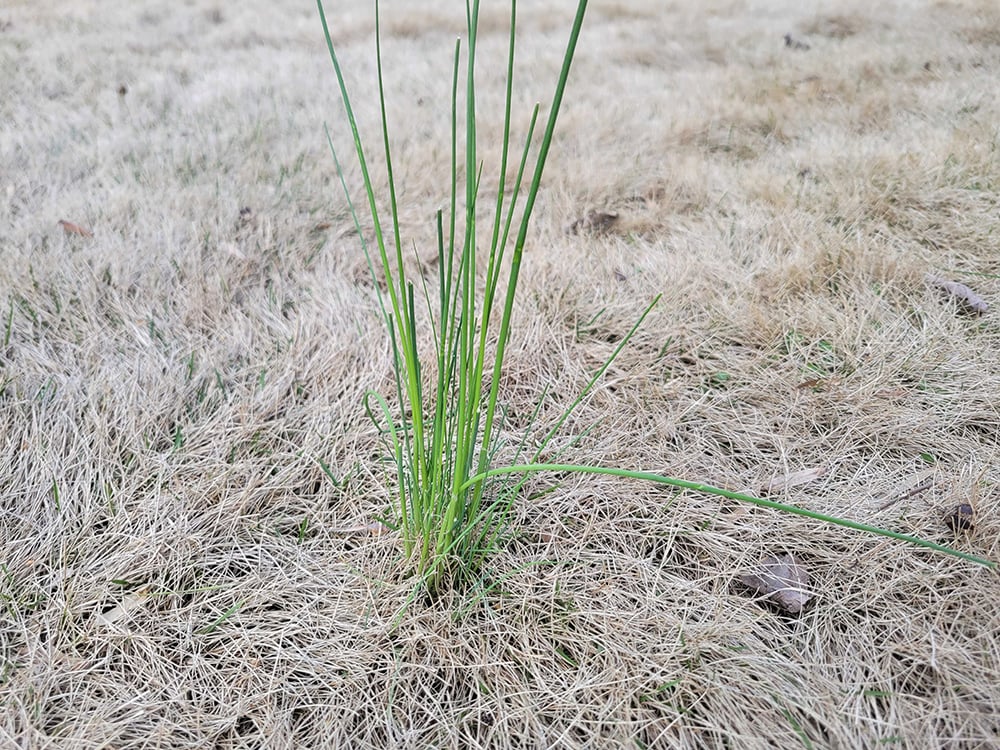 How to Get Rid of Wild Onion Allium vineale